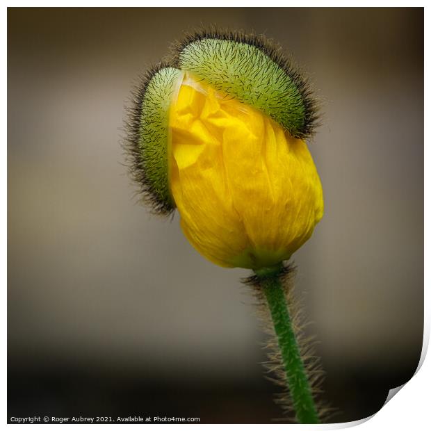 Yellow poppy opening up Print by Roger Aubrey