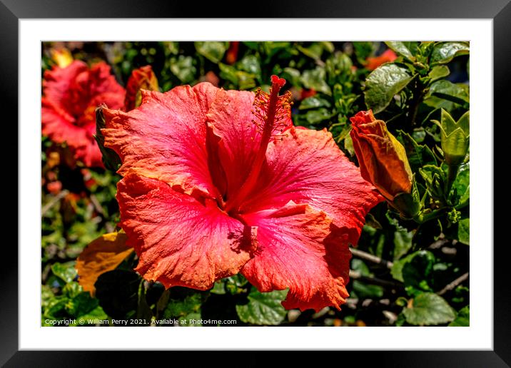Pink Vista Orange Tropical Hibiscus Flower California Framed Mounted Print by William Perry