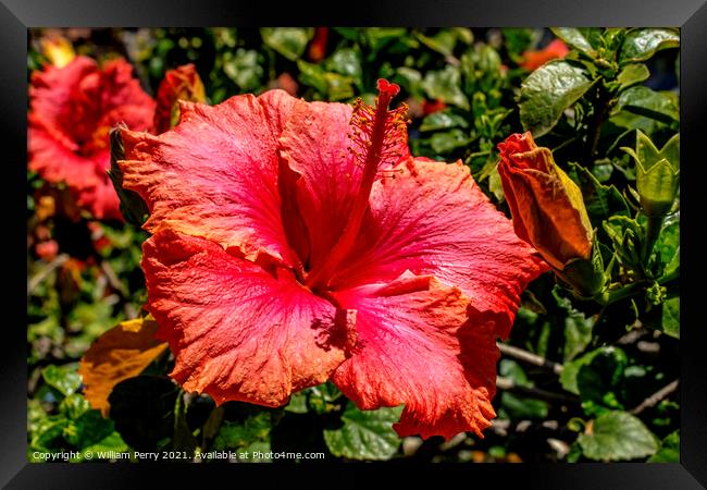 Pink Vista Orange Tropical Hibiscus Flower California Framed Print by William Perry