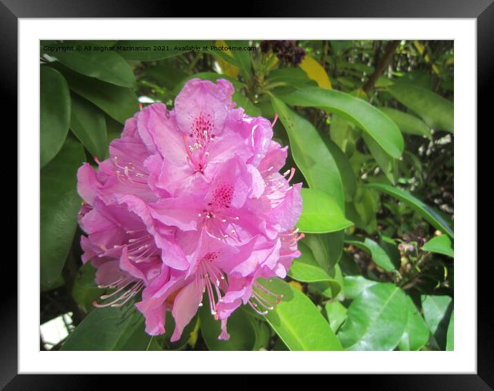 A nice pink flower, taken at Central Framed Mounted Print by Ali asghar Mazinanian