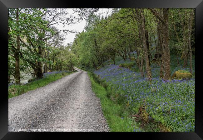 Walk By The Bluebells Framed Print by Ronnie Reffin