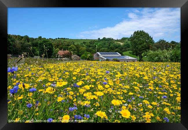 Wildflower Meadow Framed Print by Wight Landscapes