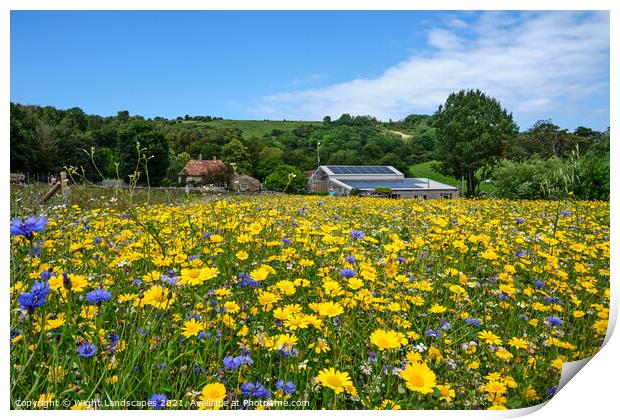 Wildflower Meadow Print by Wight Landscapes