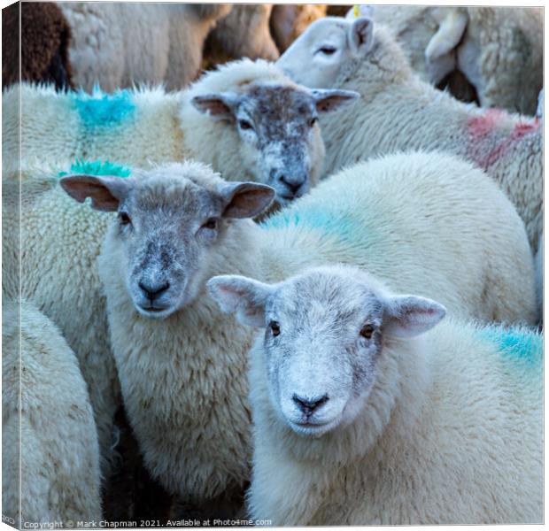 Lakeland Herdwick sheep Canvas Print by Photimageon UK