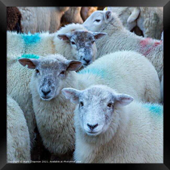 Lakeland Herdwick sheep Framed Print by Photimageon UK