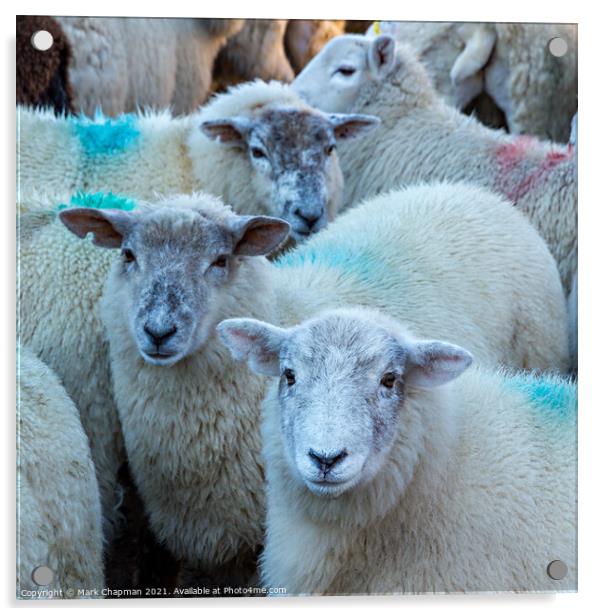 Lakeland Herdwick sheep Acrylic by Photimageon UK