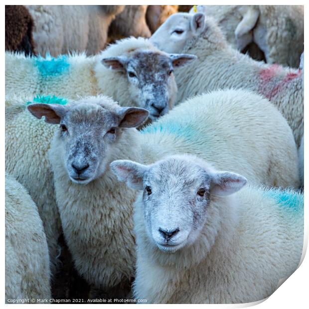 Lakeland Herdwick sheep Print by Photimageon UK