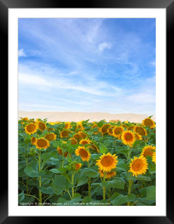 sunflowers Field Framed Mounted Print by jonathan nguyen