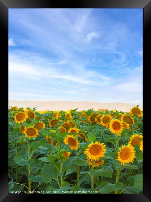 sunflowers Field Framed Print by jonathan nguyen