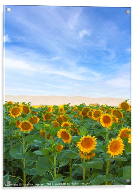 sunflowers Field Acrylic by jonathan nguyen