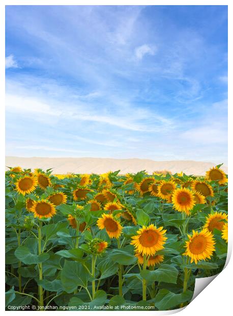 sunflowers Field Print by jonathan nguyen