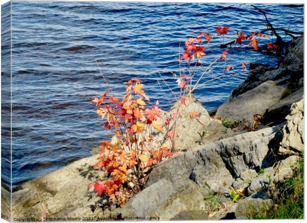 Plant in the rocks Canvas Print by Stephanie Moore