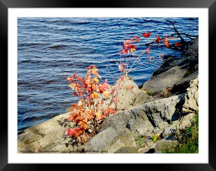 Plant in the rocks Framed Mounted Print by Stephanie Moore