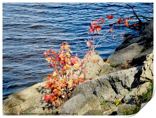 Plant in the rocks Print by Stephanie Moore