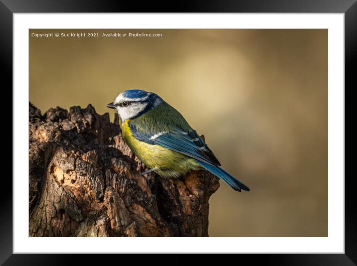 Blue Tit On Tree Stump Framed Mounted Print by Sue Knight