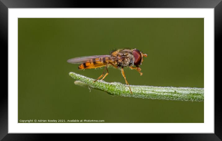Hoverfly Framed Mounted Print by Adrian Rowley