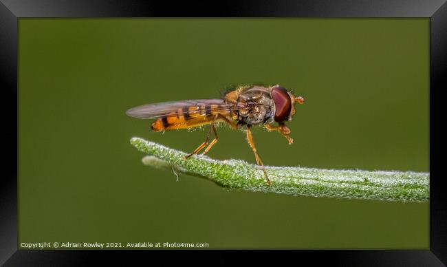 Hoverfly Framed Print by Adrian Rowley