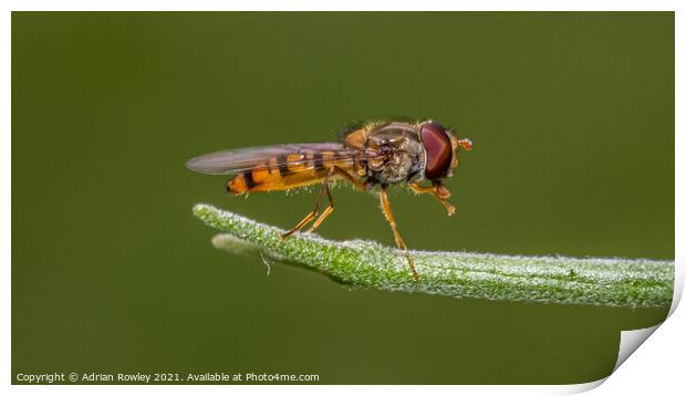 Hoverfly Print by Adrian Rowley