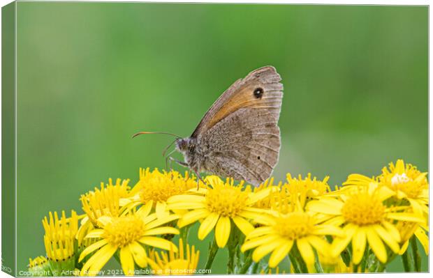 Meadow Brown Butterfly Canvas Print by Adrian Rowley