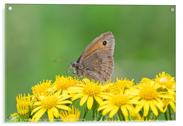 Meadow Brown Butterfly Acrylic by Adrian Rowley