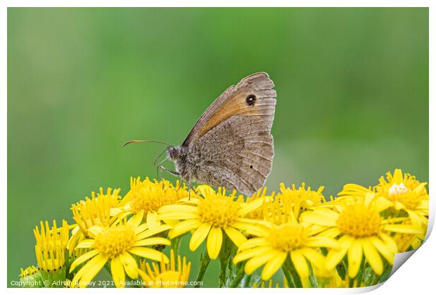 Meadow Brown Butterfly Print by Adrian Rowley