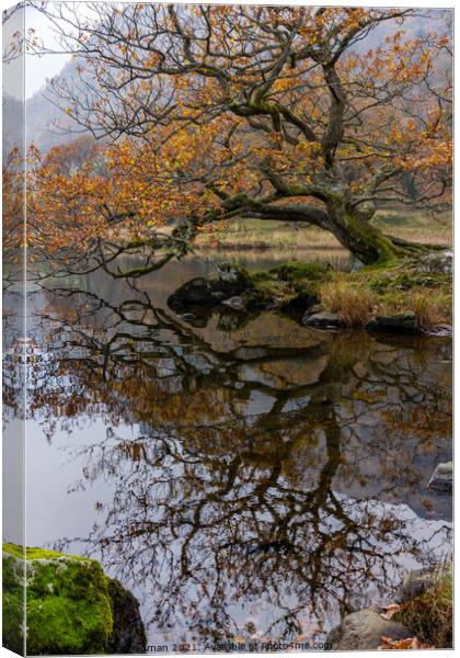 Old Oak, Rydal Water, Cumbria Canvas Print by Photimageon UK
