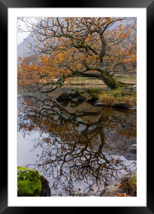 Old Oak, Rydal Water, Cumbria Framed Mounted Print by Photimageon UK