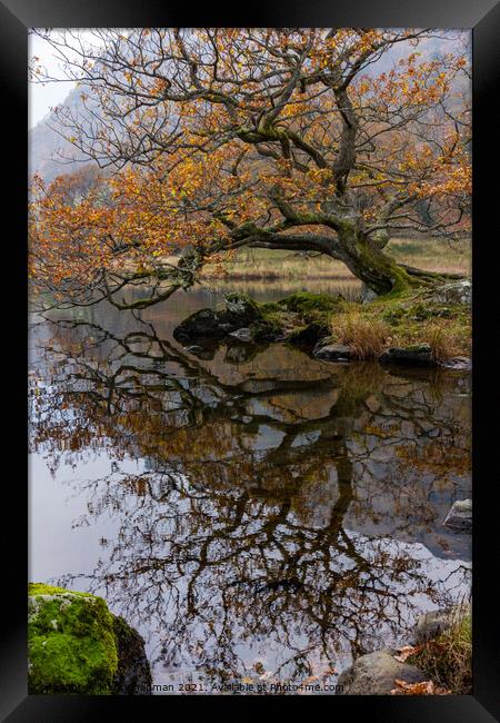 Old Oak, Rydal Water, Cumbria Framed Print by Photimageon UK