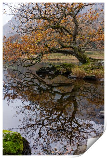 Old Oak, Rydal Water, Cumbria Print by Photimageon UK