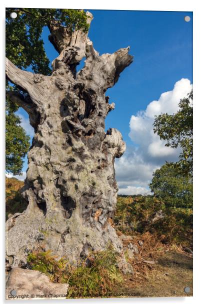 Dead oak tree trunk Acrylic by Photimageon UK