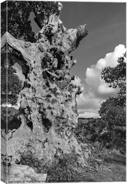 Dead Oak tree trunk Canvas Print by Photimageon UK