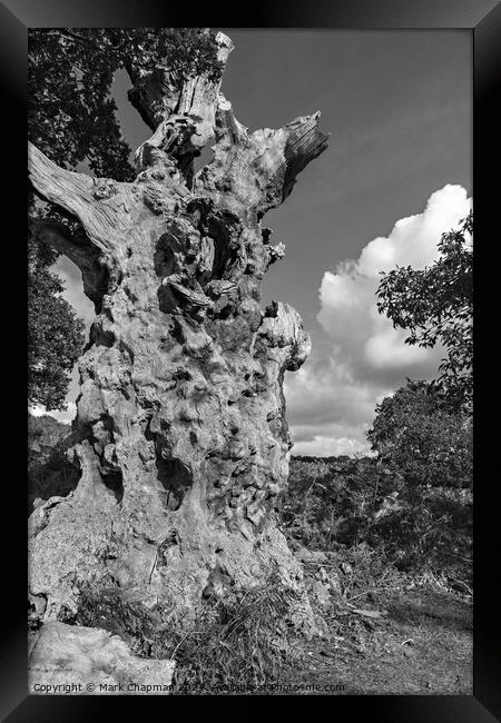 Dead Oak tree trunk Framed Print by Photimageon UK