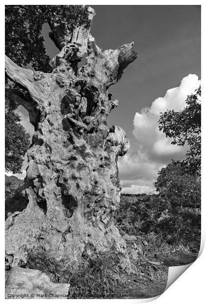 Dead Oak tree trunk Print by Photimageon UK