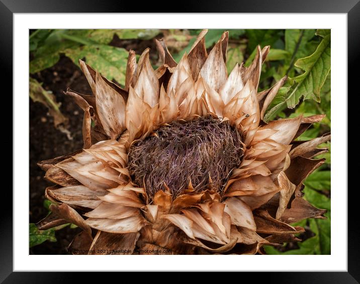 Dead Artichoke flower Framed Mounted Print by Photimageon UK