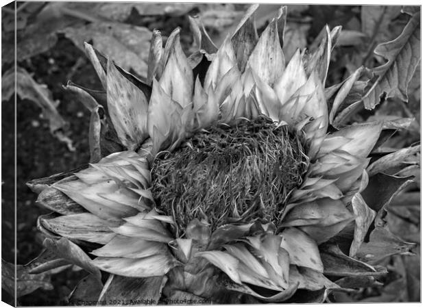 Dead Artichoke flower Canvas Print by Photimageon UK