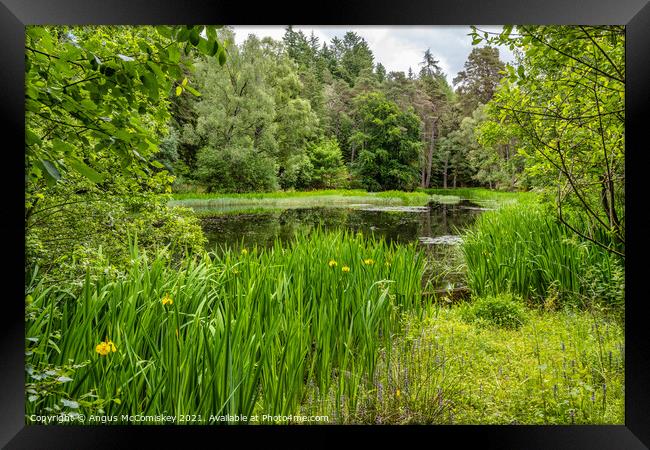 Yellow irises around Loch Dunmore, Faskally Forest Framed Print by Angus McComiskey