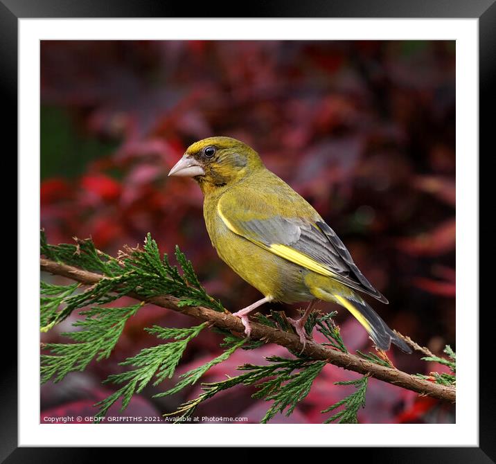 Greenfinch Framed Mounted Print by GEOFF GRIFFITHS