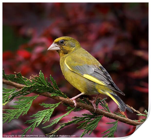 Greenfinch Print by GEOFF GRIFFITHS