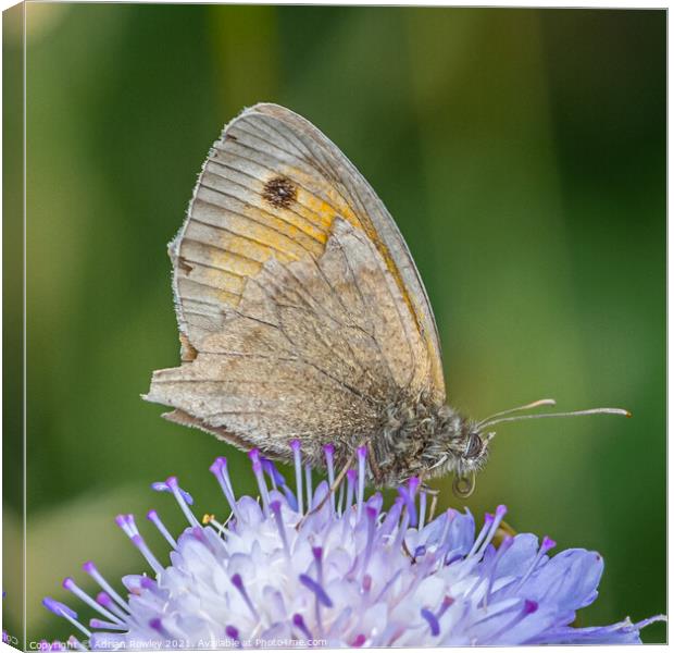 Meadow Brown Butterfly Canvas Print by Adrian Rowley