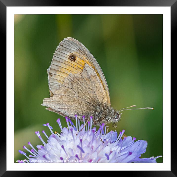 Meadow Brown Butterfly Framed Mounted Print by Adrian Rowley