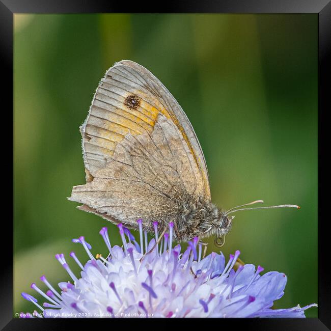 Meadow Brown Butterfly Framed Print by Adrian Rowley