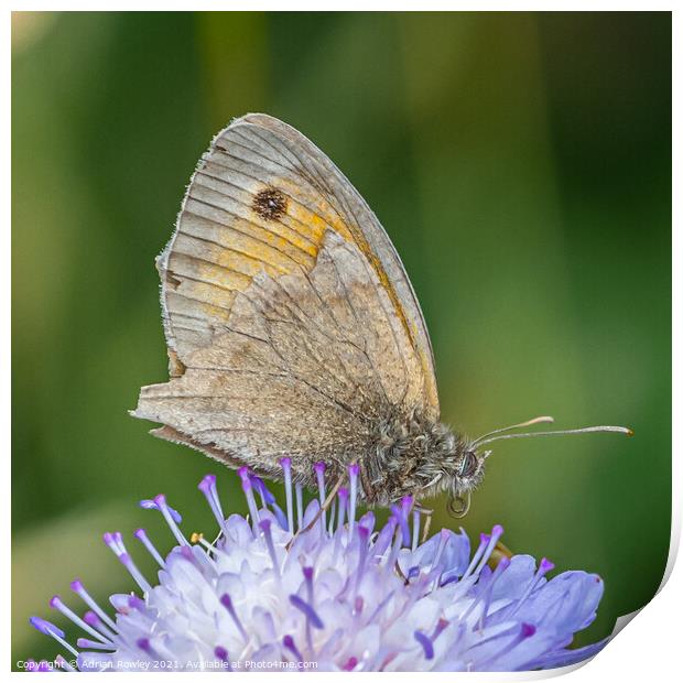 Meadow Brown Butterfly Print by Adrian Rowley