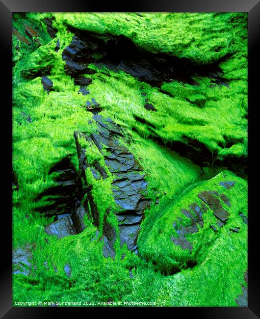 Seaweed and Rock at Whitestone Cove Framed Print by Mark Sunderland