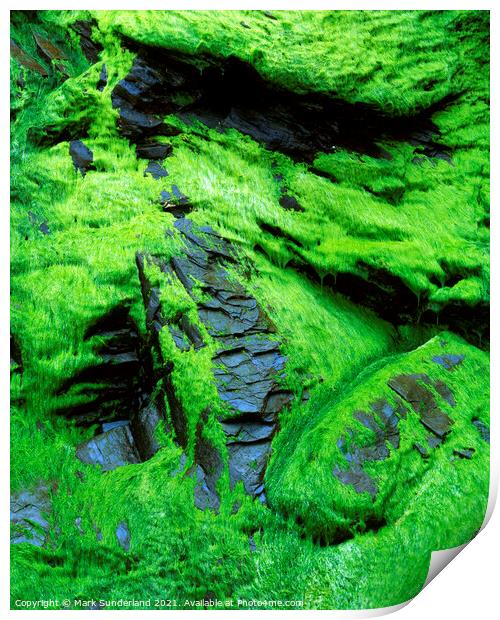 Seaweed and Rock at Whitestone Cove Print by Mark Sunderland