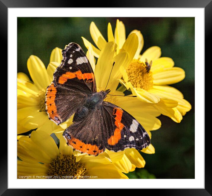 Red admiral (Vanessa atalanta) on a yellow daisy  Framed Mounted Print by Paul Praeger
