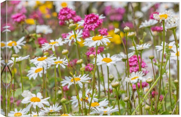  Wild Daisies Canvas Print by David Hare