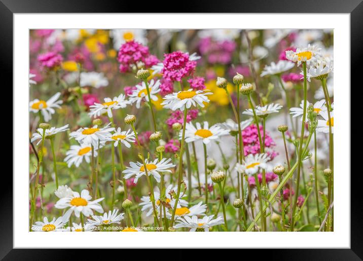  Wild Daisies Framed Mounted Print by David Hare