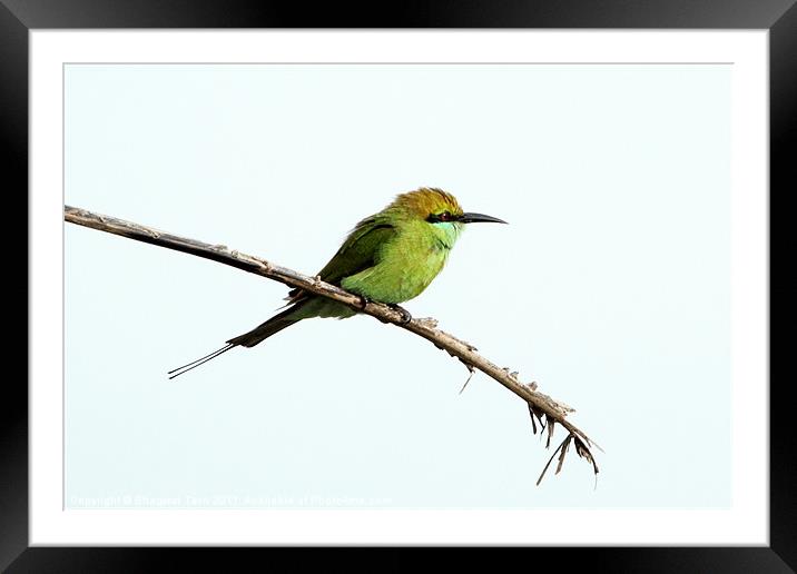 Green Bee-eater Framed Mounted Print by Bhagwat Tavri