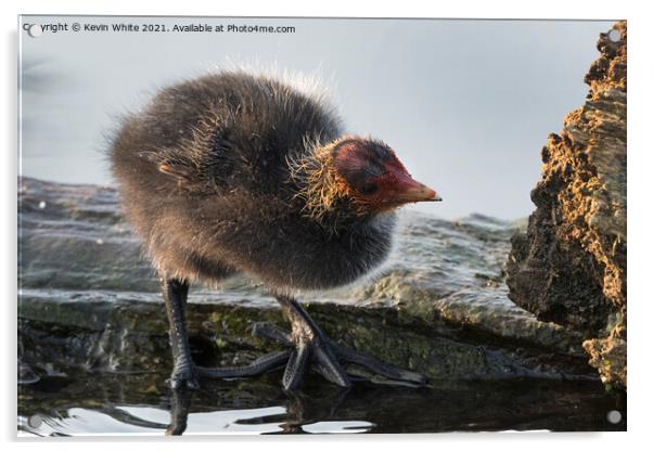 Baby coot inspecting log Acrylic by Kevin White