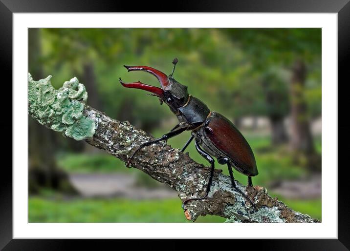 Stag Beetle in Forest Framed Mounted Print by Arterra 